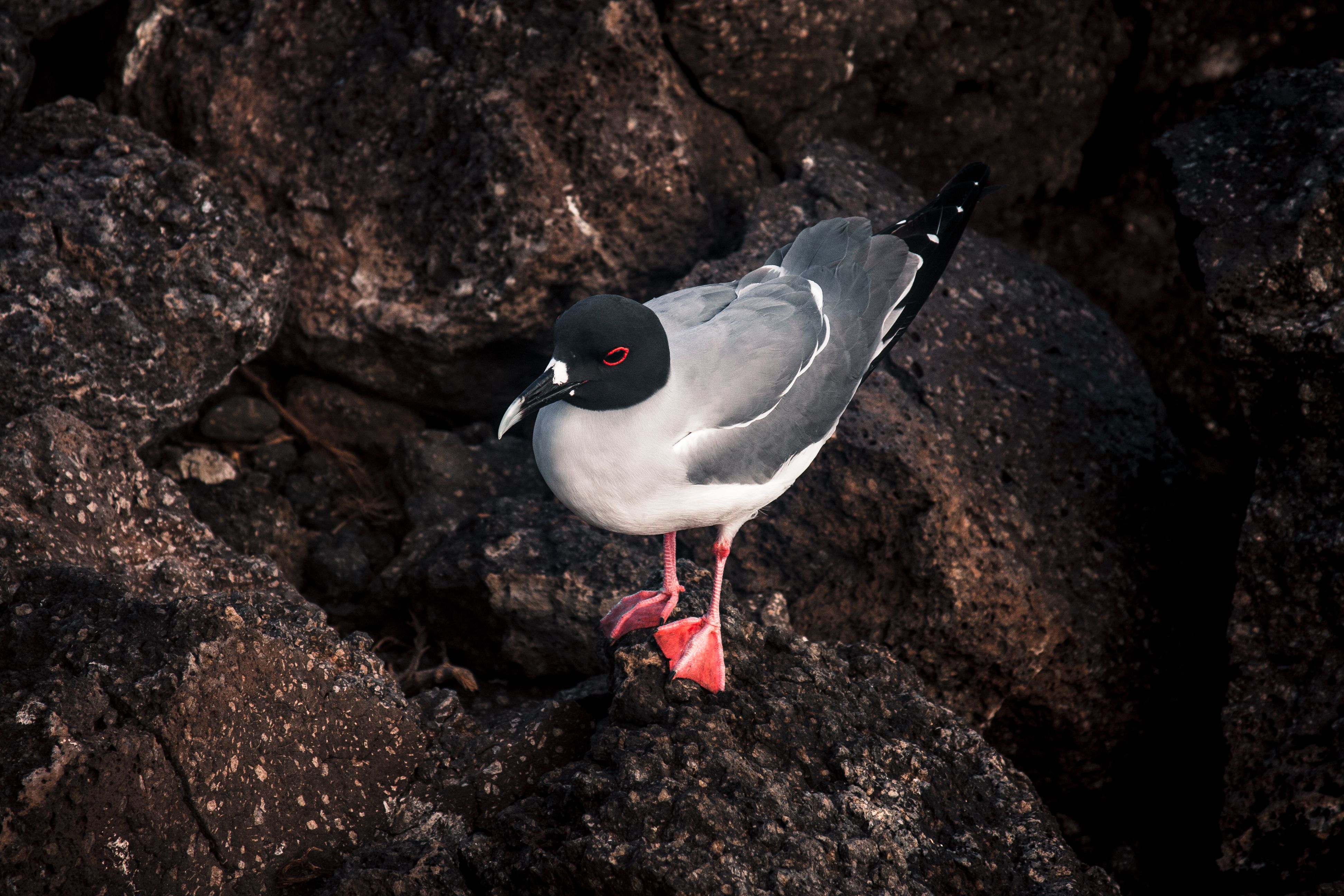 Lava Gull perched on a rock, showcasing distinctive features in a natural habitat.
