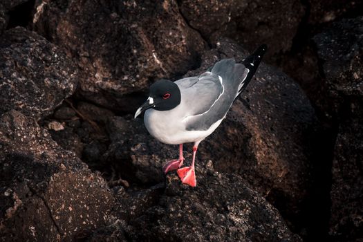 Lava Gull perched on a rock, showcasing distinctive features in a natural habitat.