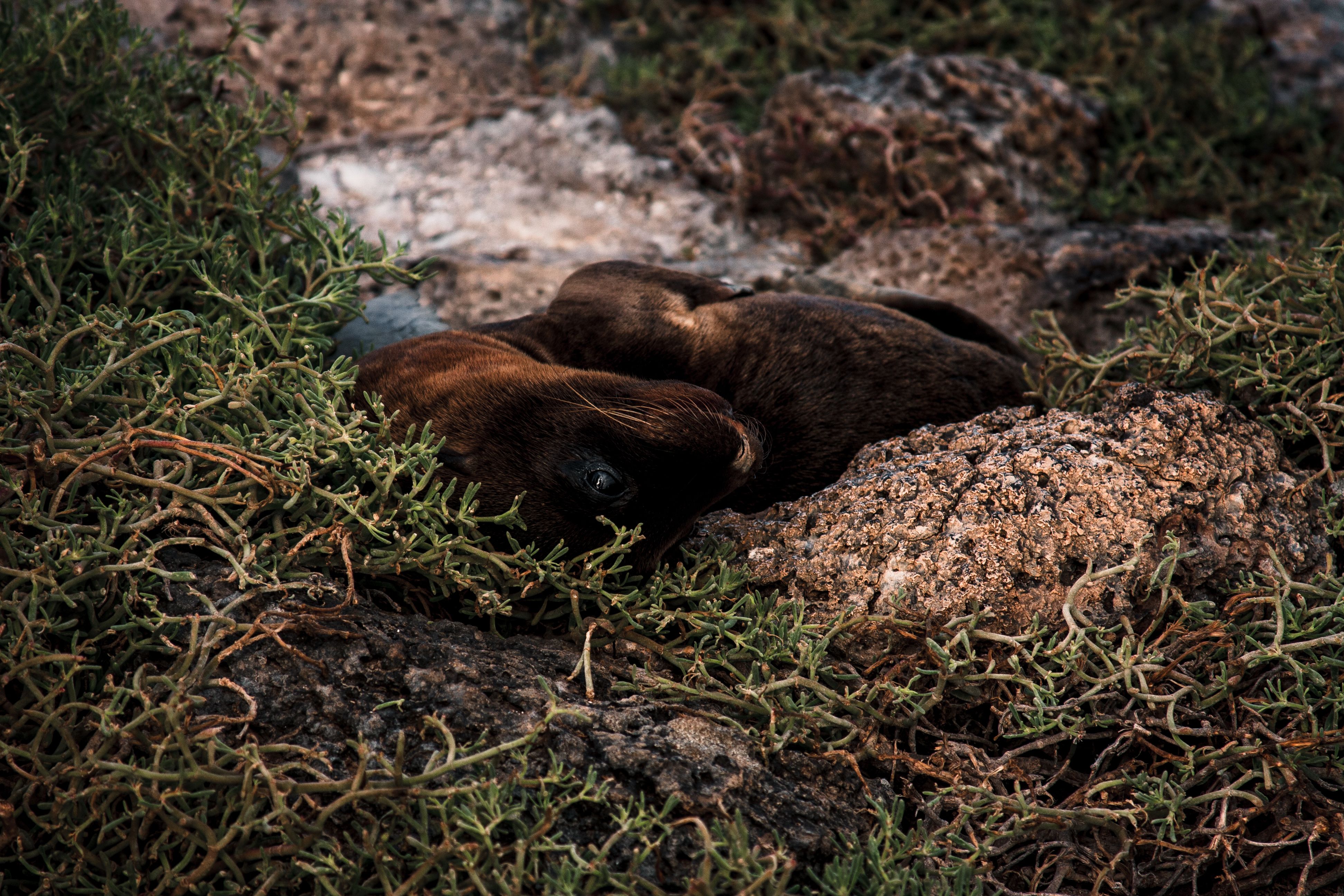 A seal rests among rocks and greenery in a natural coastal setting, showcasing wildlife tranquility.