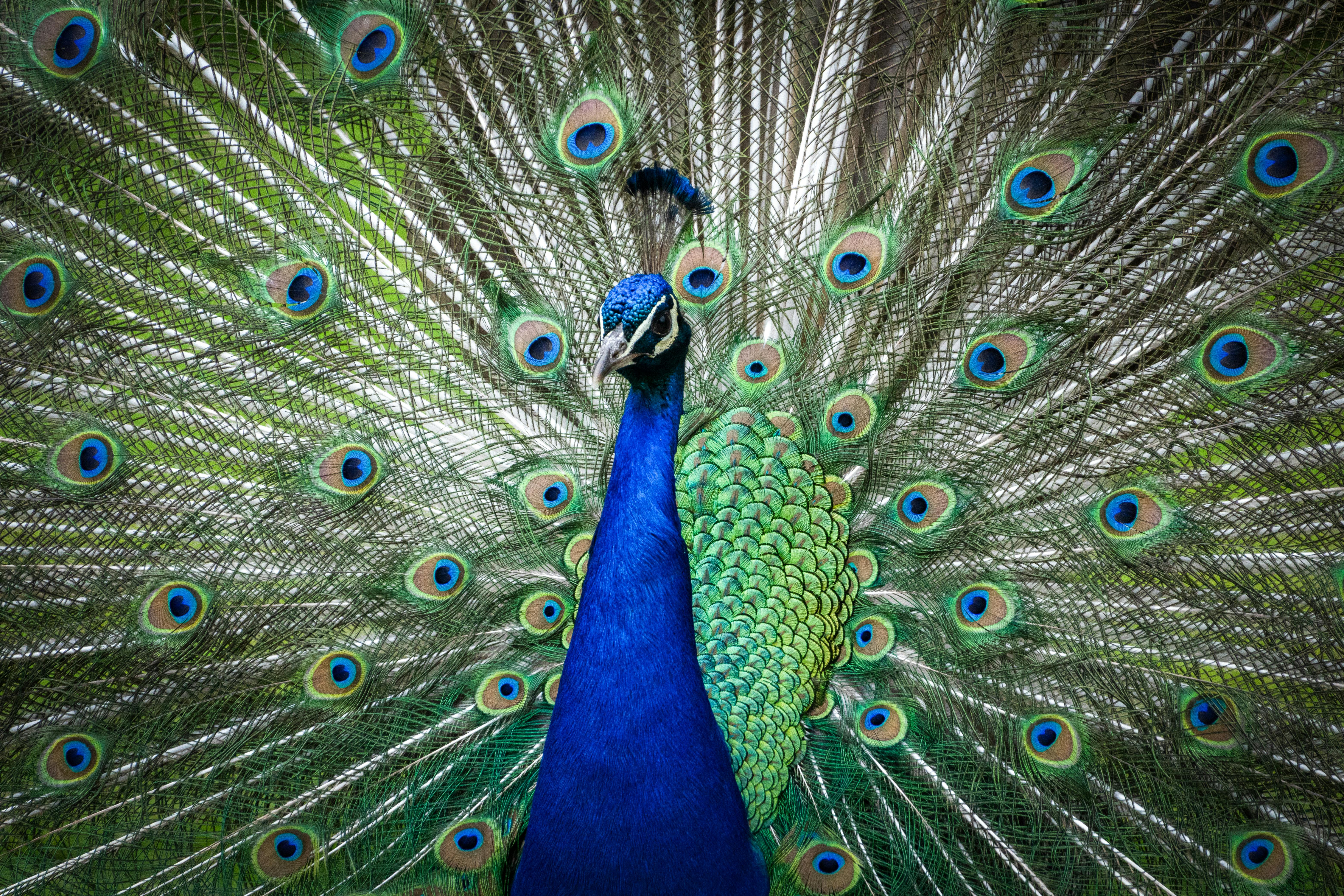 A peacock showcasing its vibrant feather display in a natural setting, highlighting its beauty.