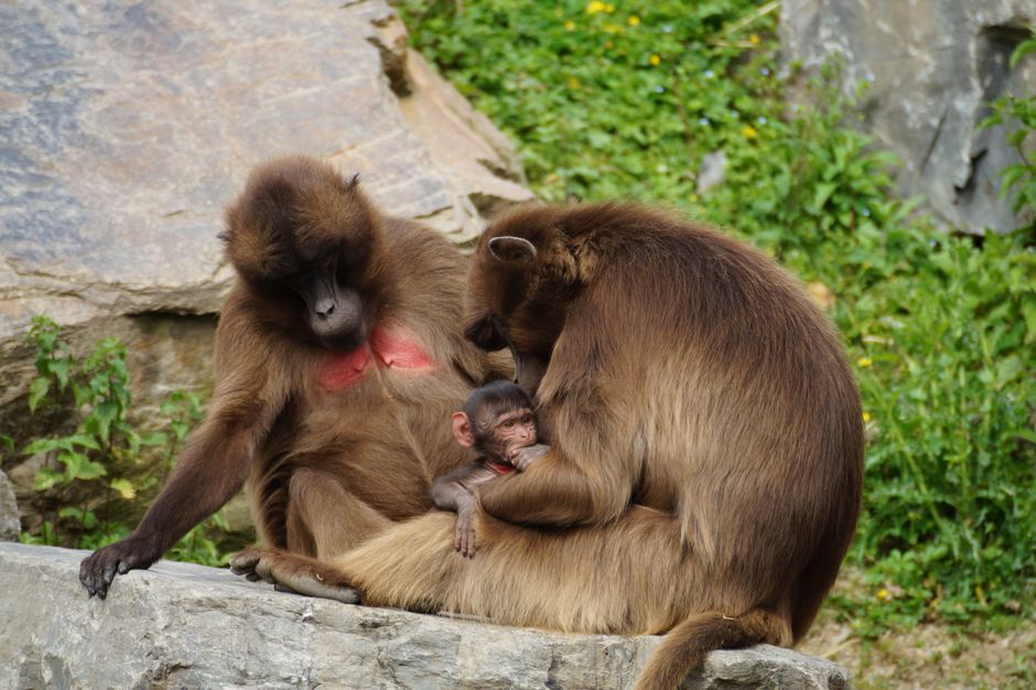 A tender moment with gelada baboons and baby in the wild, showcasing wildlife family bonds.
