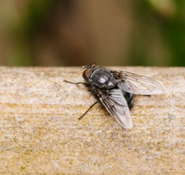 Detailed macro shot of a housefly perched on a textured surface.