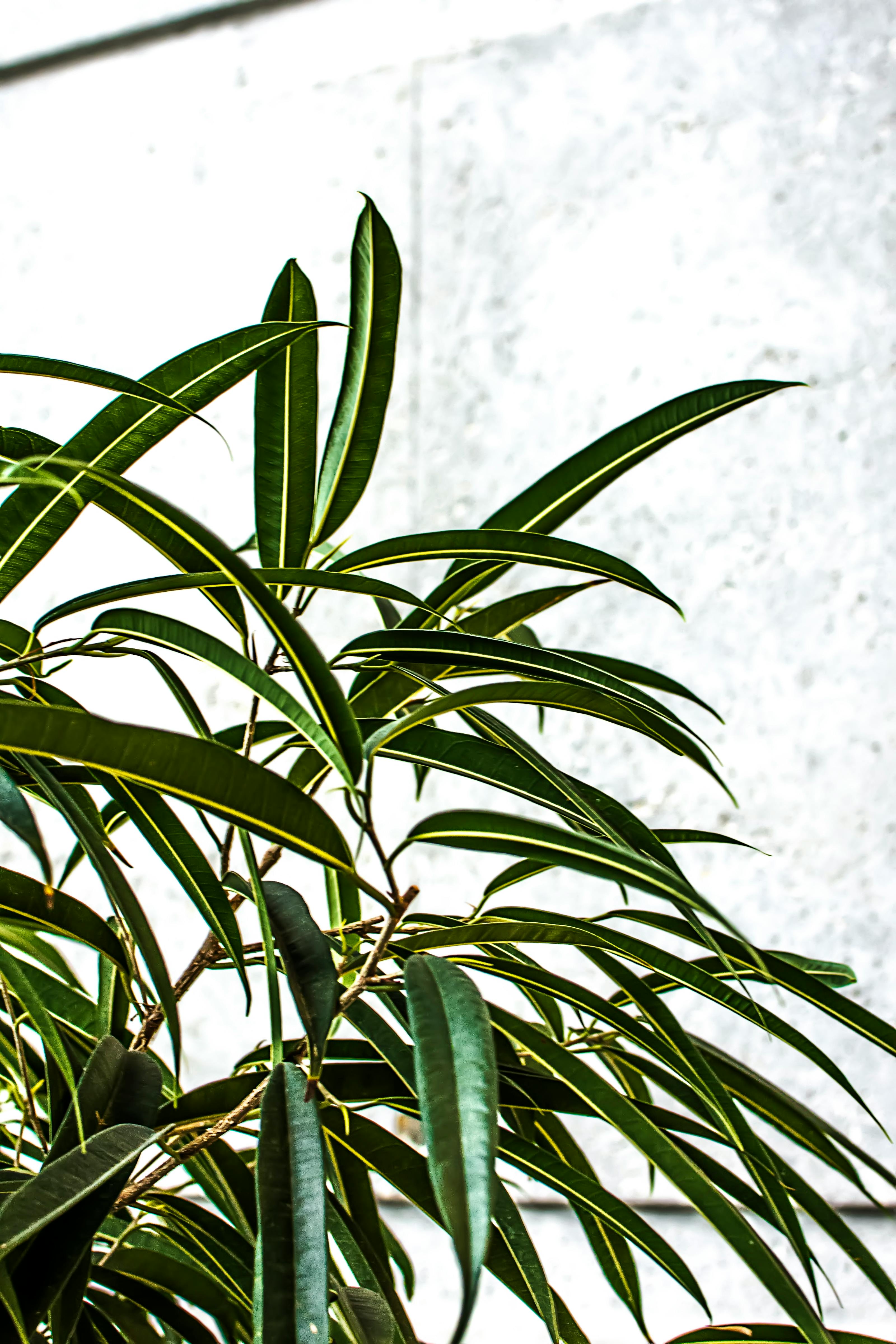 Close-up of vibrant green leaves with a textured concrete background, showcasing natural beauty.