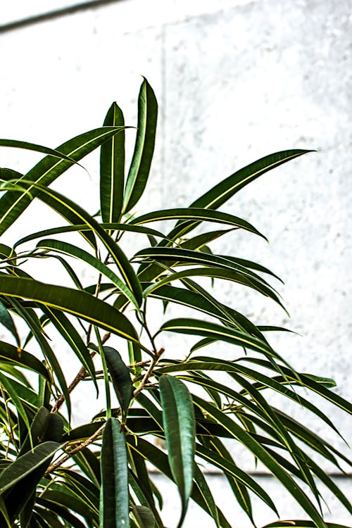 Photo of Dark Green Leaves