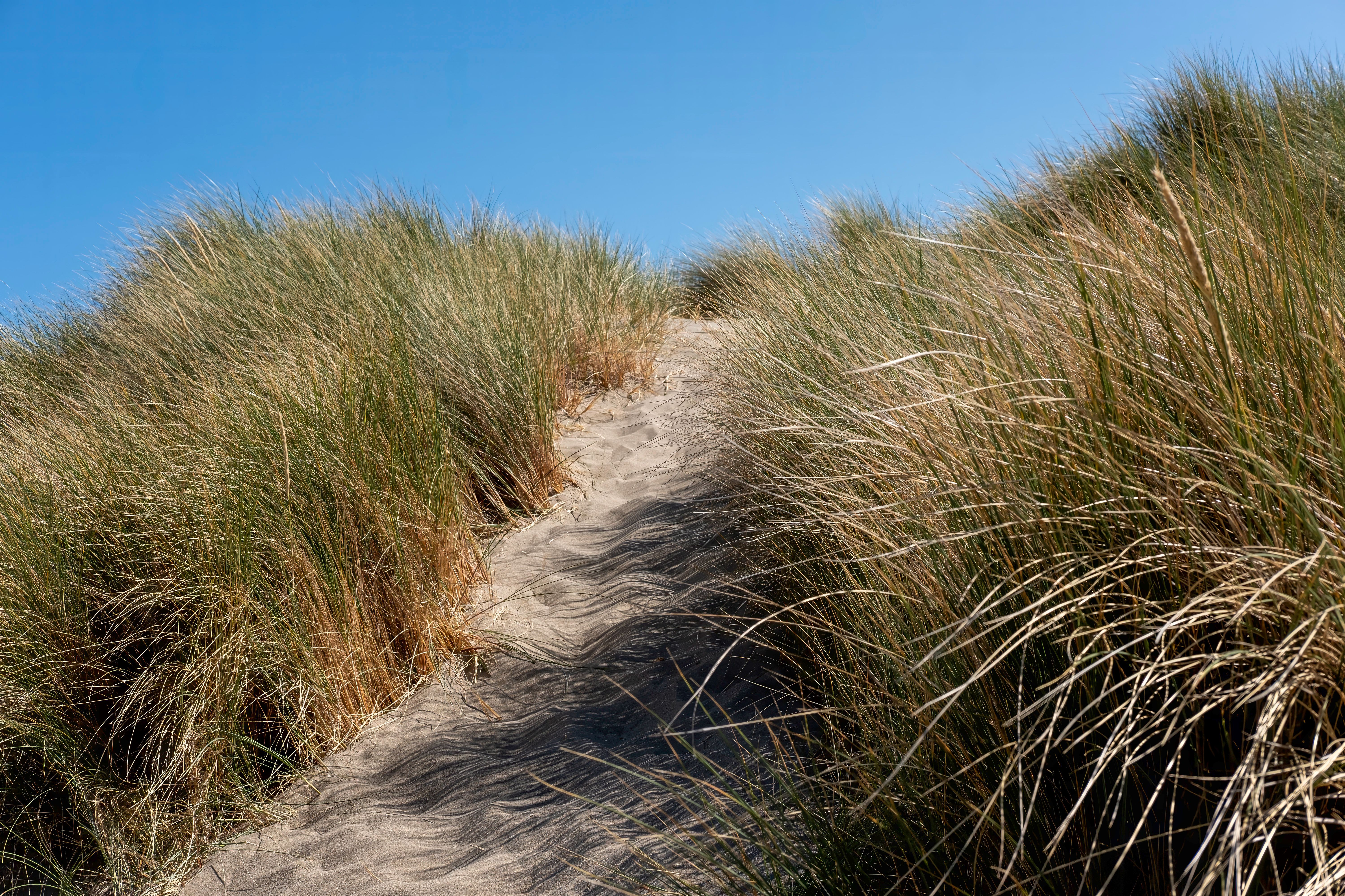 Sand path through the dunes on Texel
