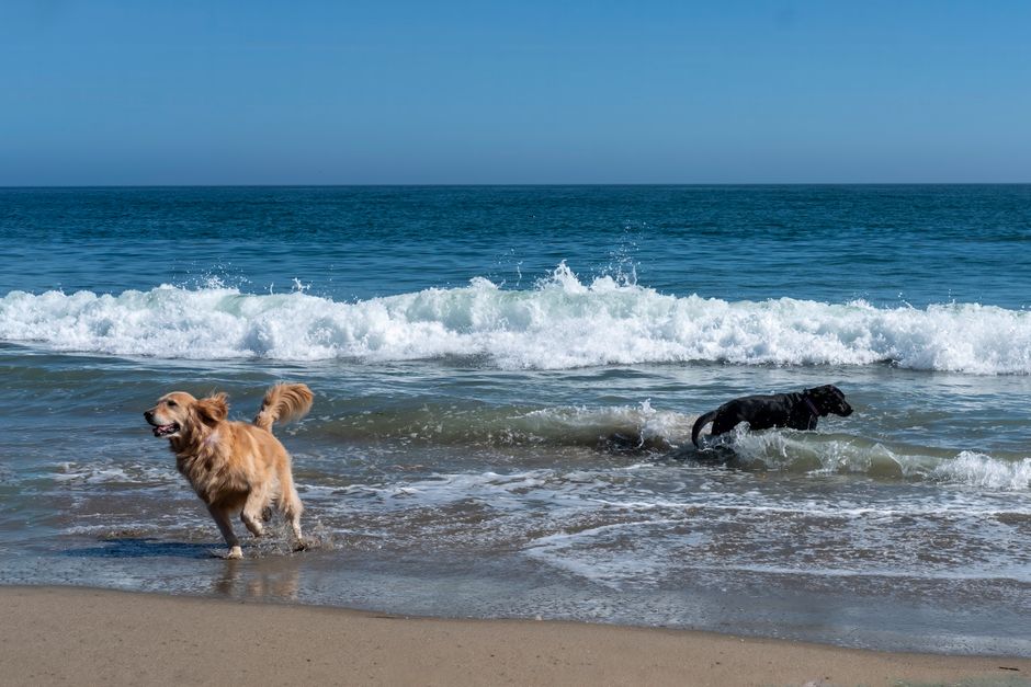 how to handle aggressive dogs at the beach How to Handle Aggressive Dogs at the Beach Safely