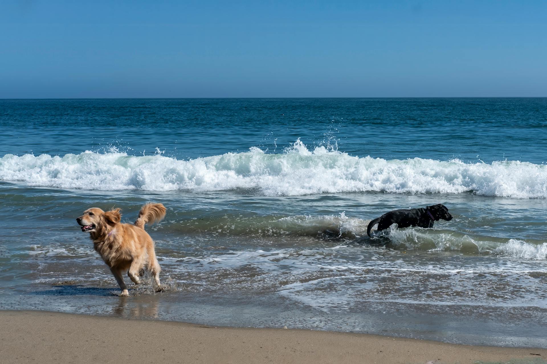 Dogs Playing on Seashore