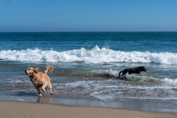 Two Dogs at the Sea jigsaw puzzle