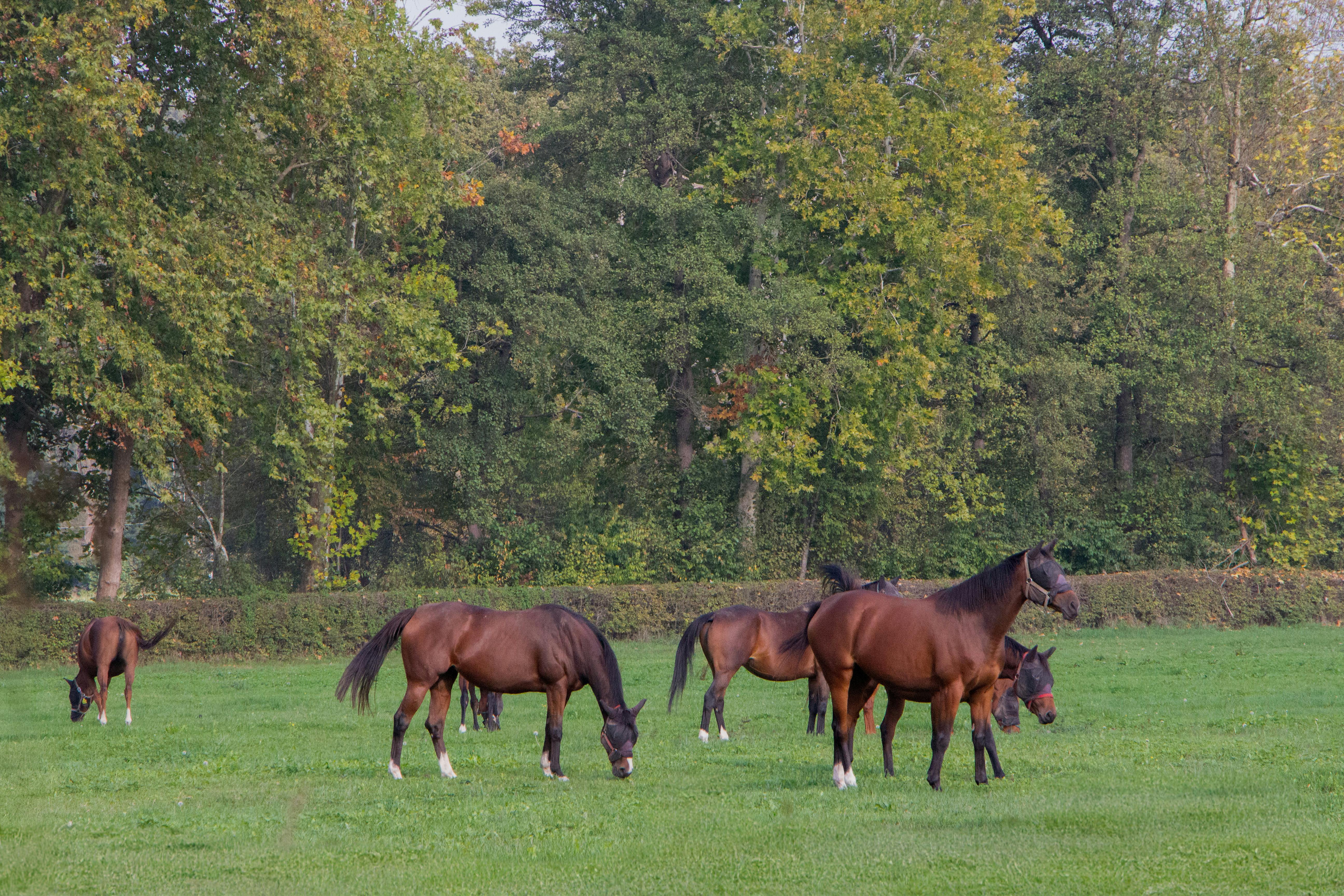 Proun, The Healing Power of Horses, tg.blk, bed and THEATRE lead this week's New Music Discovery playlist — Photo by Sergio S