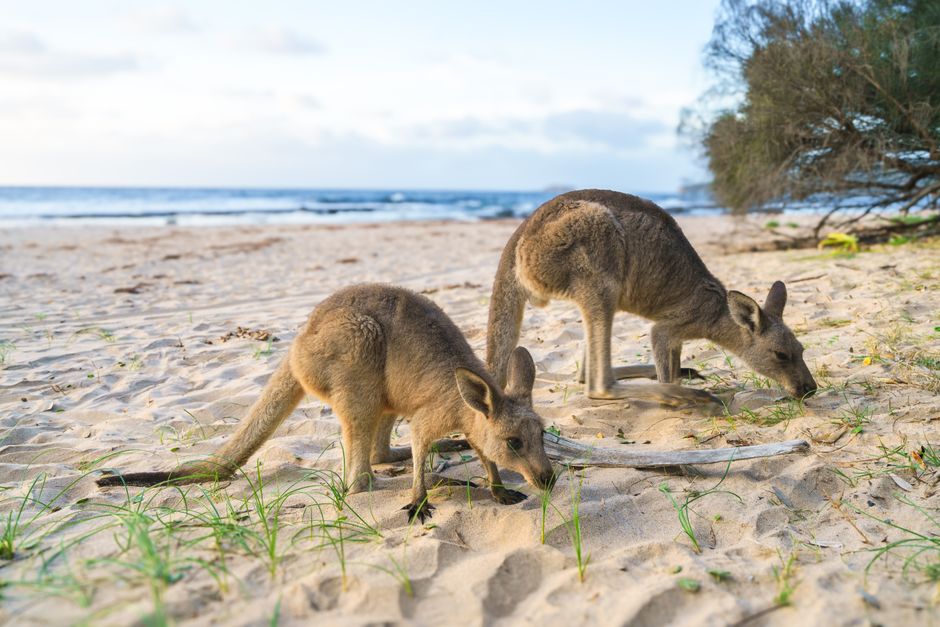 Why Australia? More Than Just Kangaroos and Beaches Why Australia? More Than Just Kangaroos and Beaches