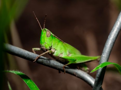 Grasshopper