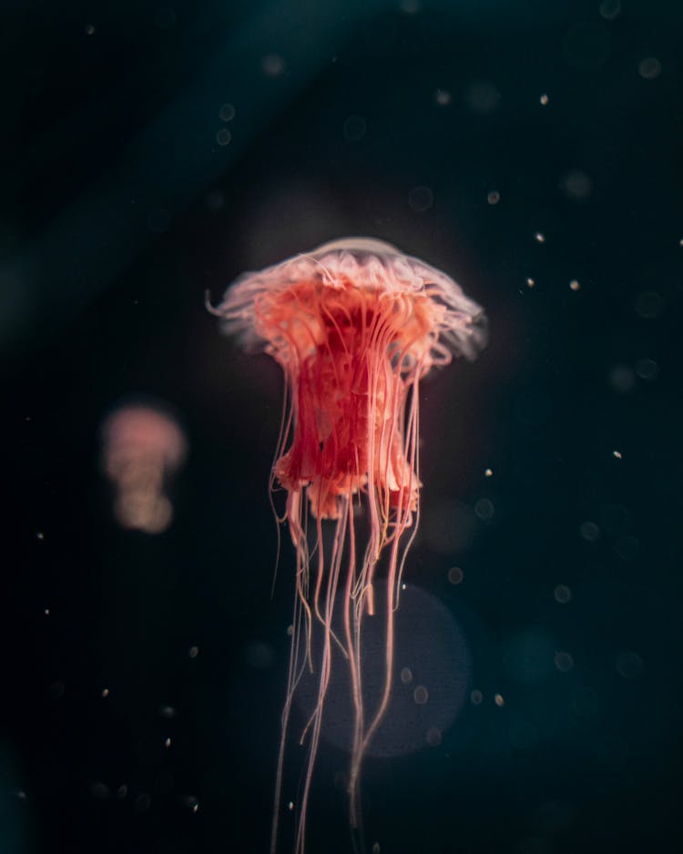 Red Jellyfish Swimming In Water