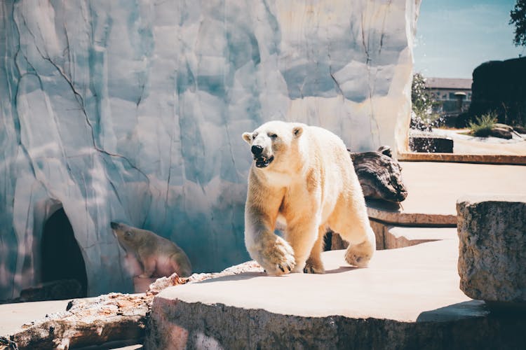 Polar Bears During Daytime