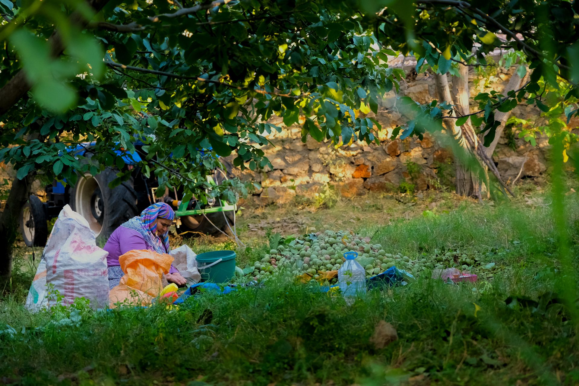 Woman in headscarf harvesting fruit under trees in Gölbaşı garden.
