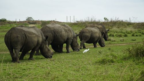 Free A serene scene of white rhinos grazing peacefully with an egret in a lush savanna. Stock Photo