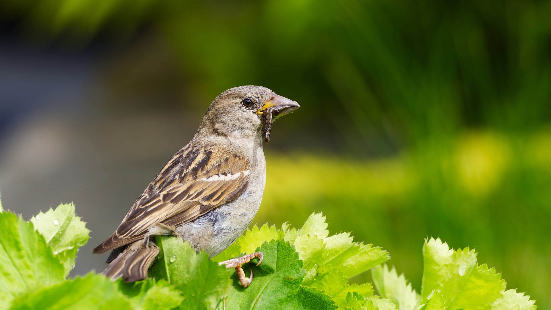 Brown Bird Among Shrubs