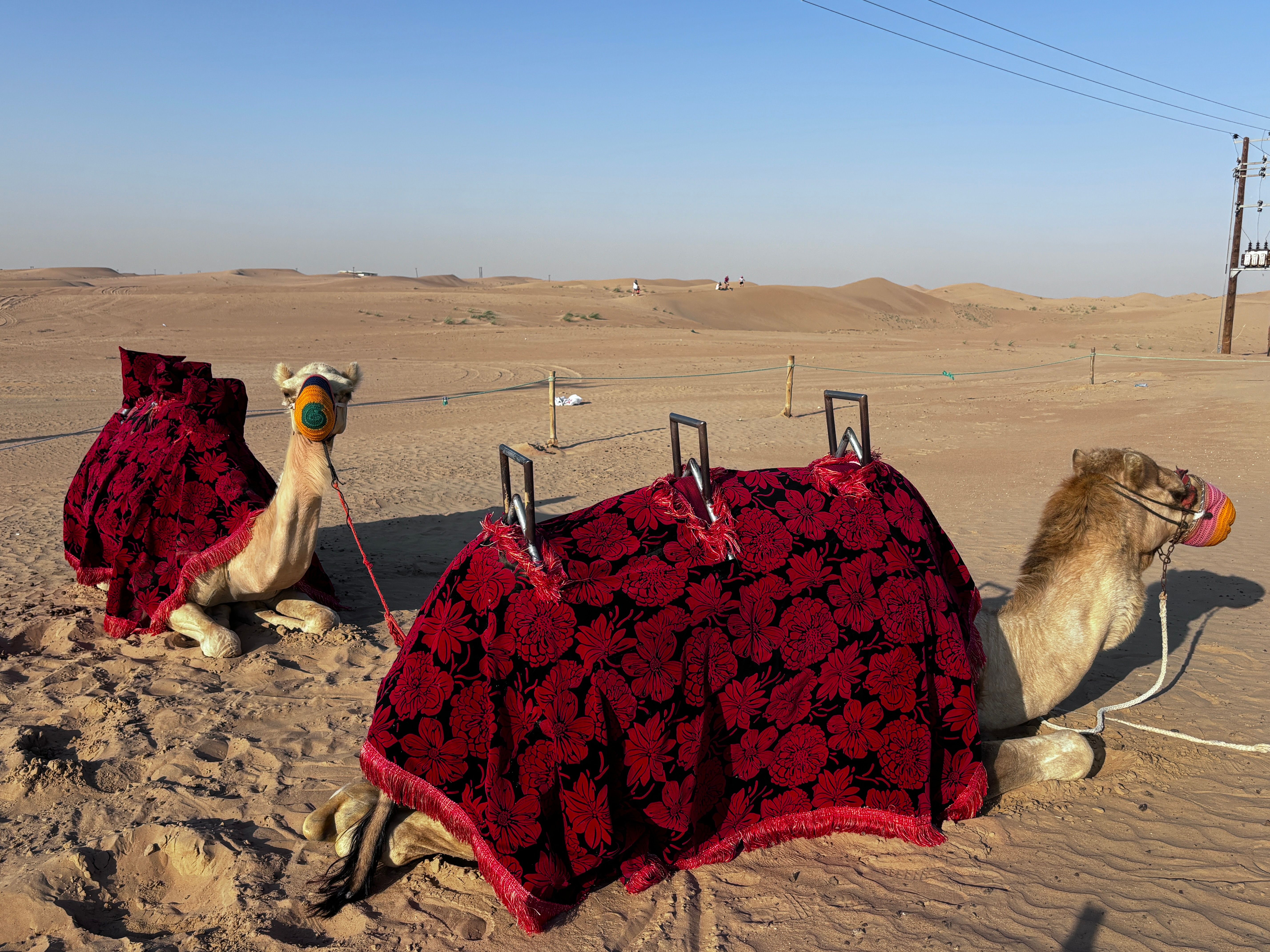 Two camels resting adorned with decorative blankets in the Al Ajban desert of Abu Dhabi.