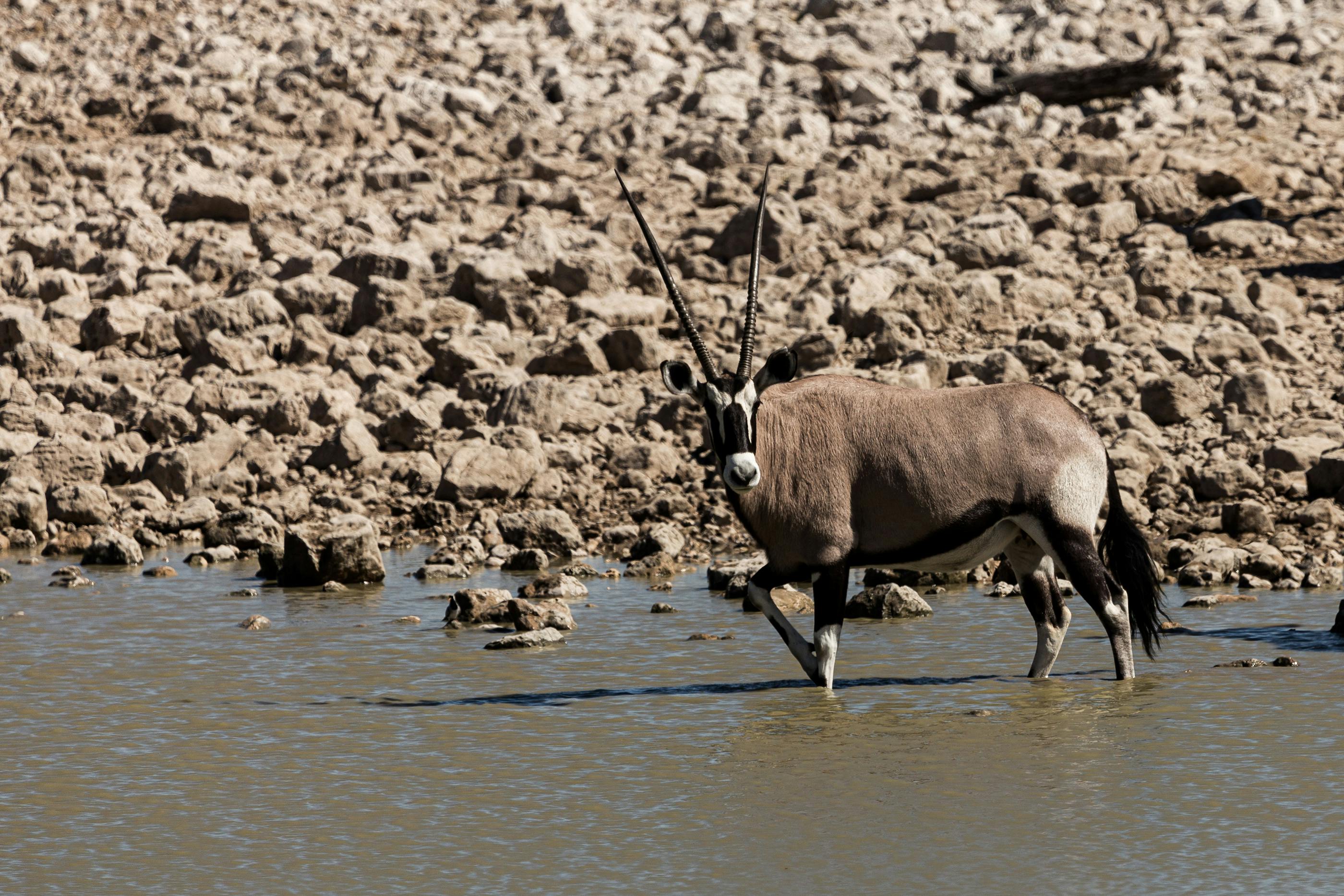 Prosopis ruscifolia: Biología, Control y Restauración Ecológica