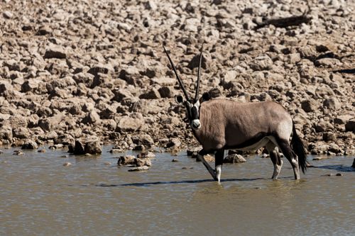 Free A majestic oryx antelope walking through water in a Namibian landscape, showcasing wildlife elegance. Stock Photo