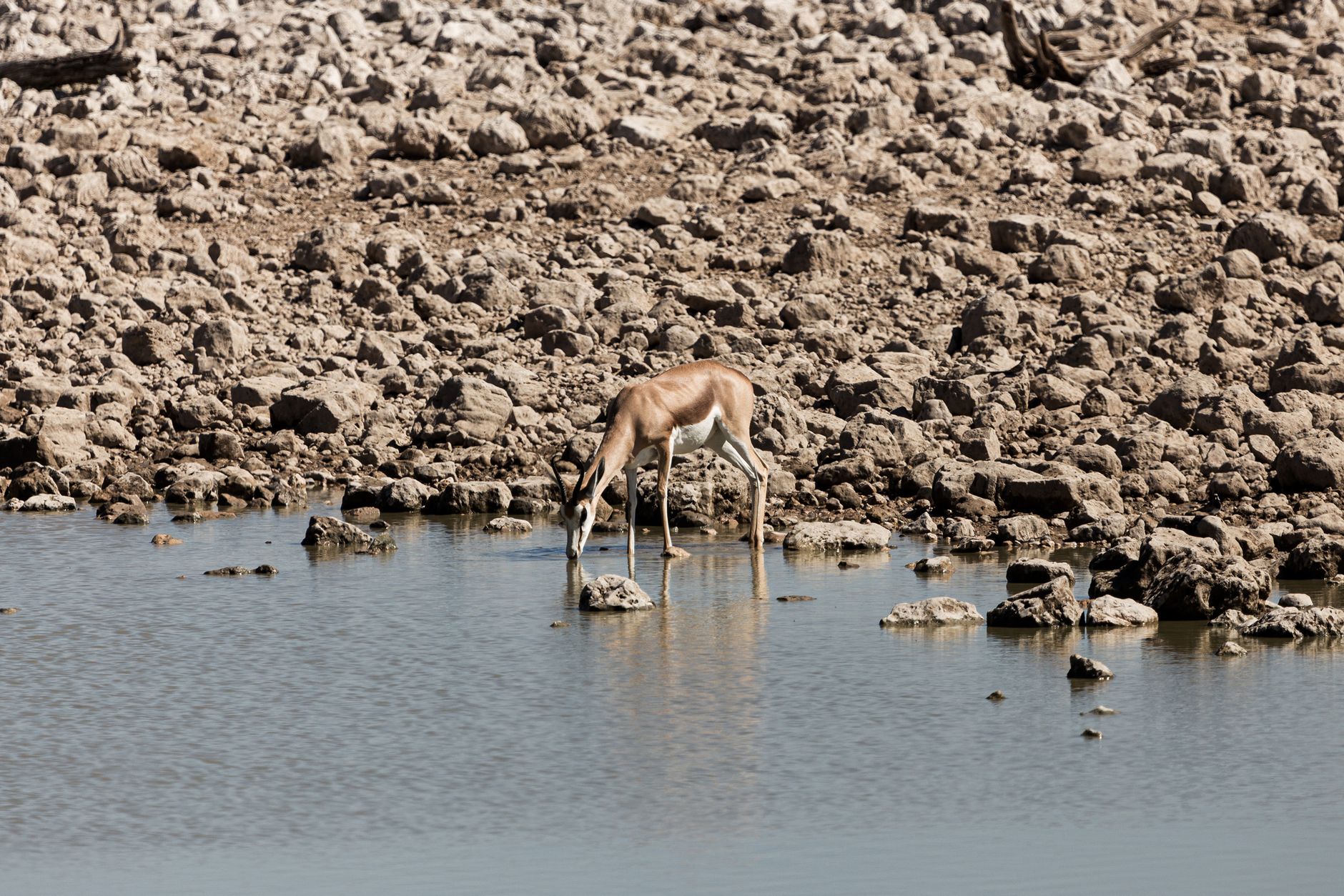 A springbok drinks water at a rocky riverbank, showcasing African wildlife in its natural habitat.