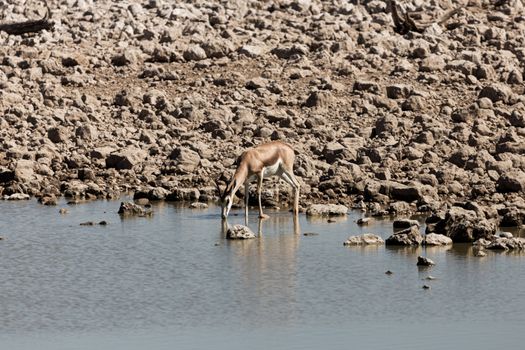 Etosha waterhole game drives — Namibia