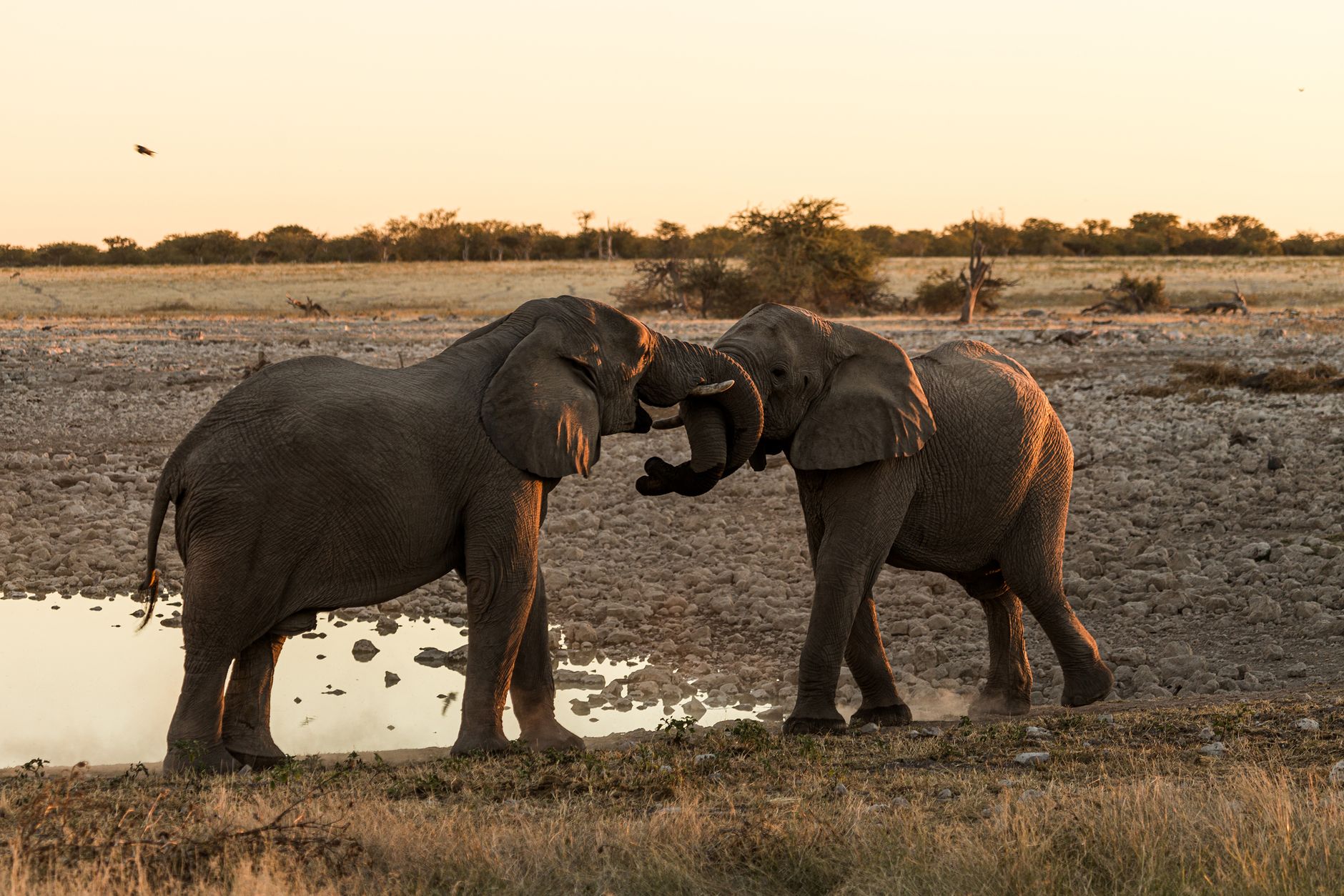 Honeymoon Namibia Lodges: A Romantic Safari Guide