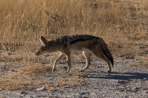 Free A lone jackal prowling through a sunlit prairie, showcasing wildlife in its natural habitat. Stock Photo