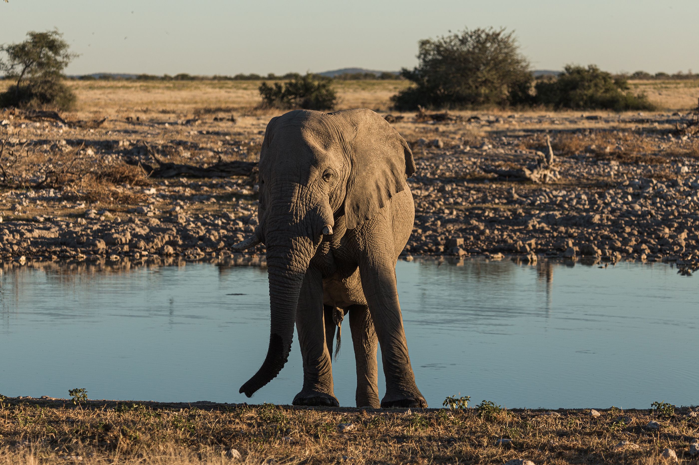 Zoo elephant survival has improved substantially over 6 decades, international study finds