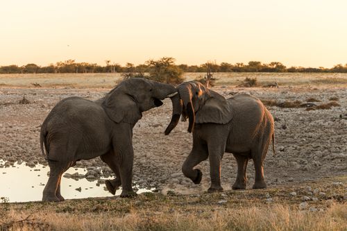 Free Two African elephants engage playfully by a waterhole during a warm sunset. Stock Photo