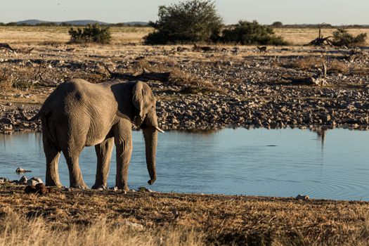 Hwange elephant safari extension — Victoria Falls