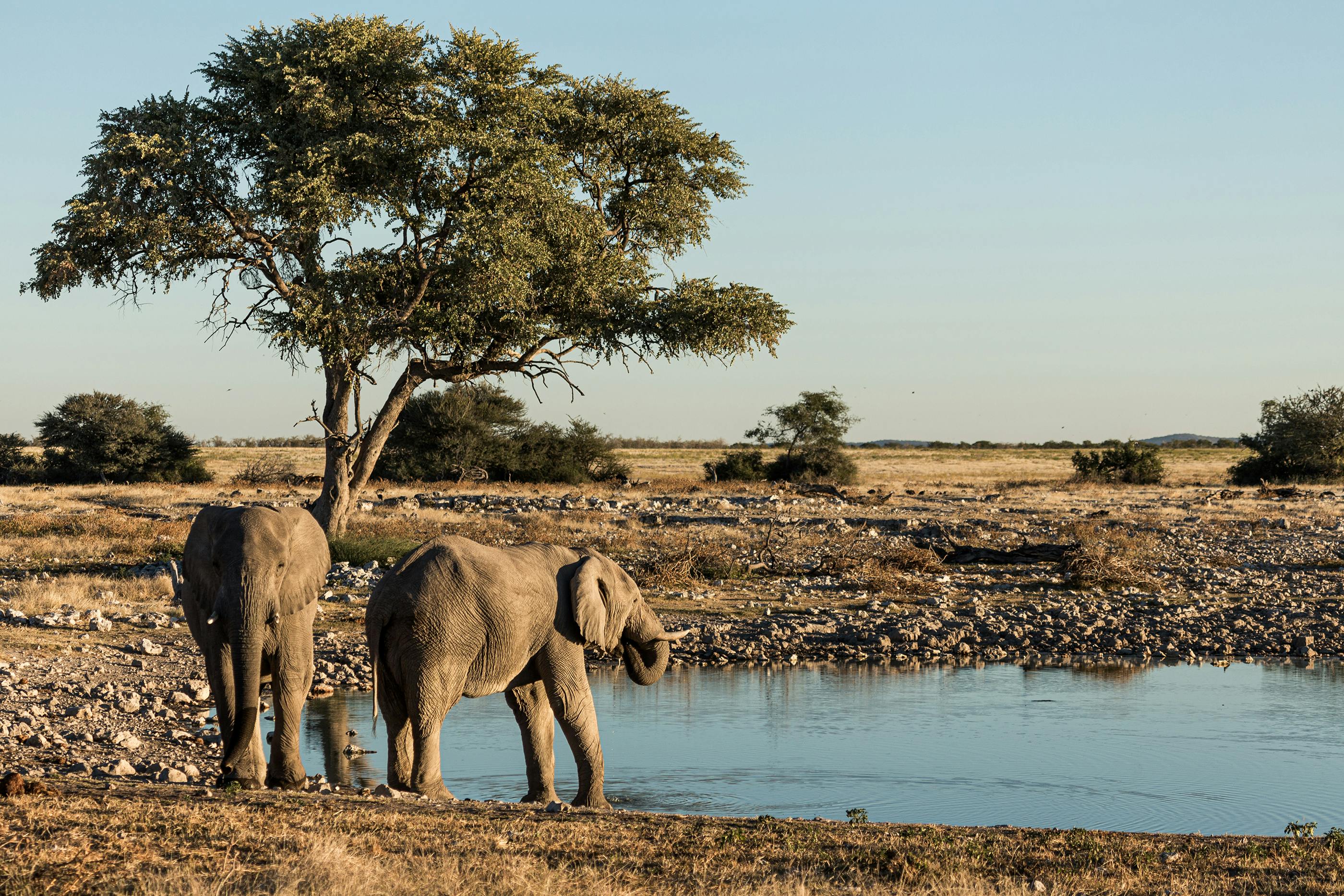 african elephants at a waterhole in namibia africa