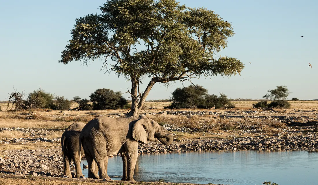 Etosha-Nationalpark