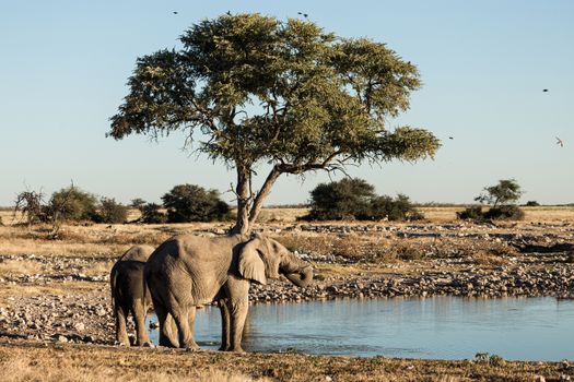 Etosha waterhole game drives — Namibia