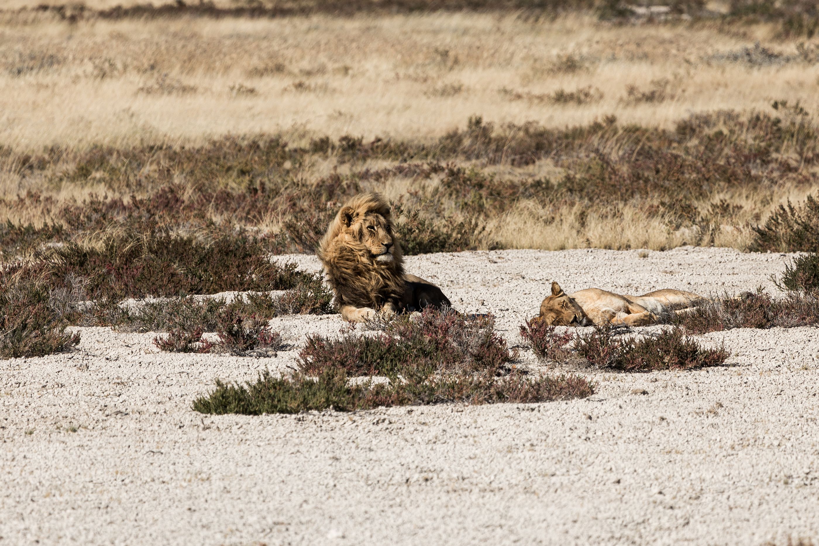 lions