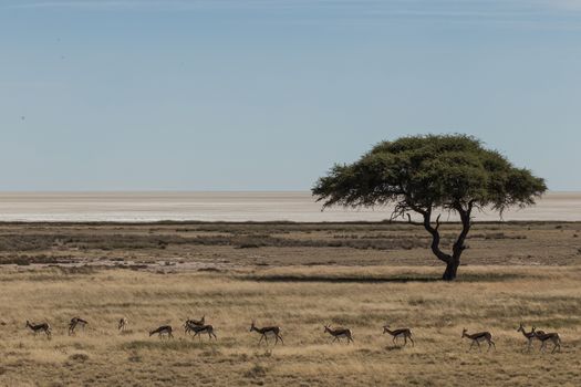 A serene scene of antelopes in the African savanna with a solitary tree under a clear sky.