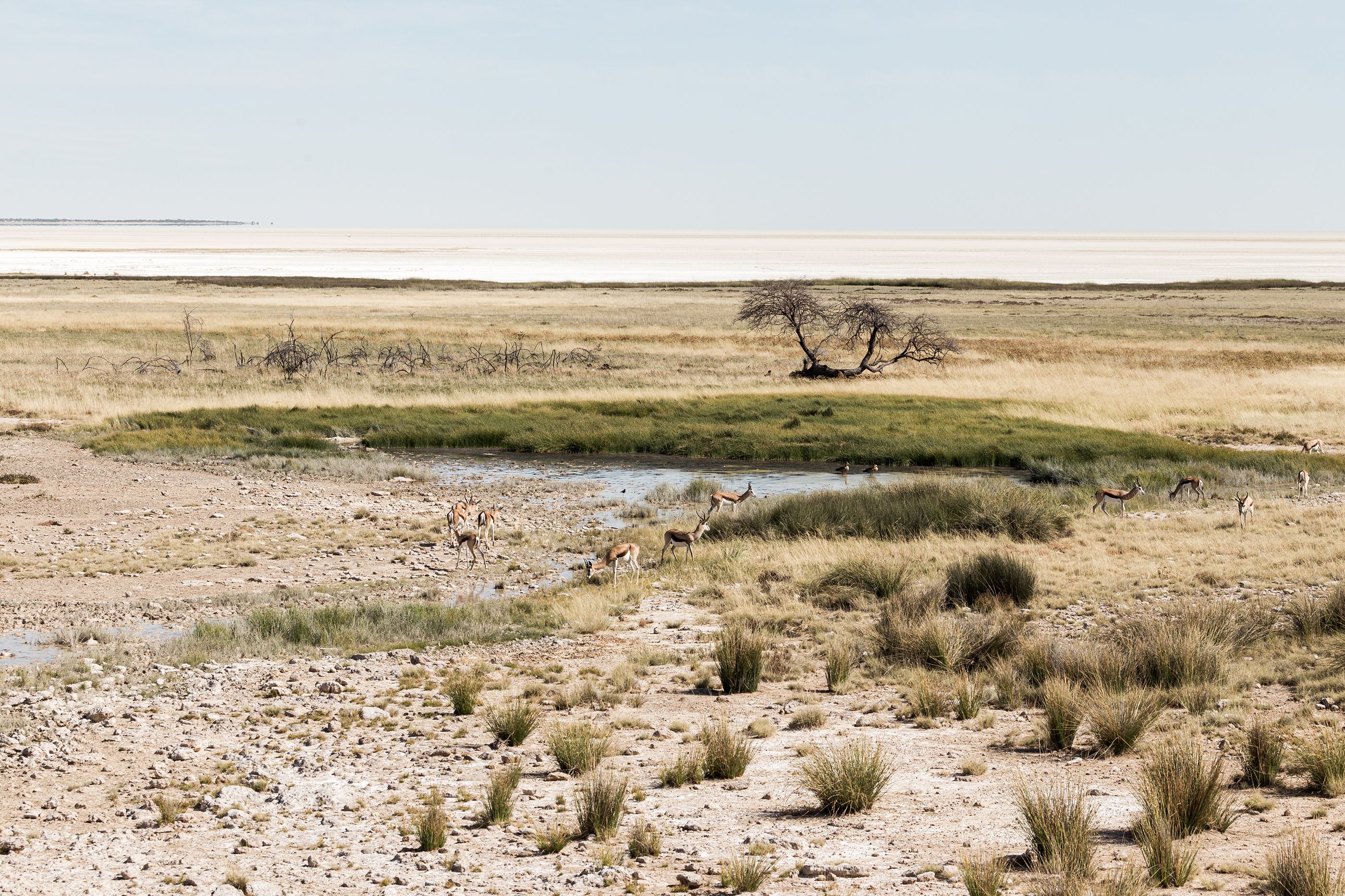 Etosha