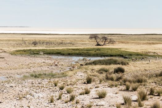 Etosha waterhole game drives — Namibia