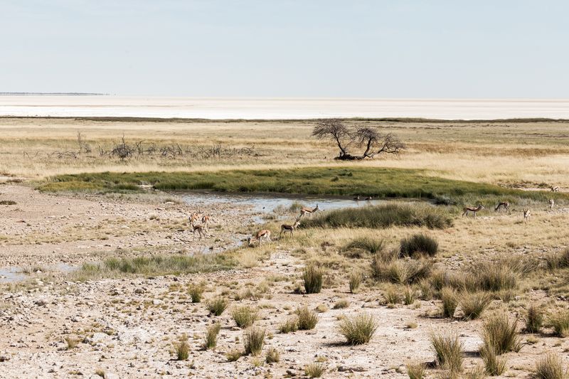 The Etosha Pan