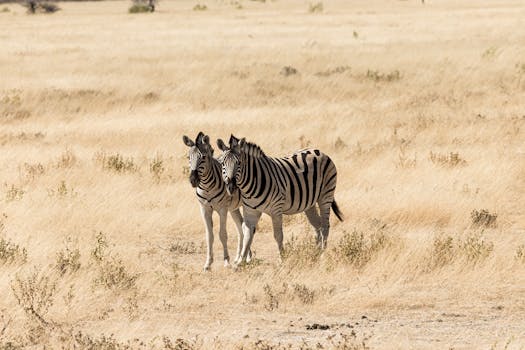 Two zebras standing in the expansive African savanna, captured in a warm summer setting.
