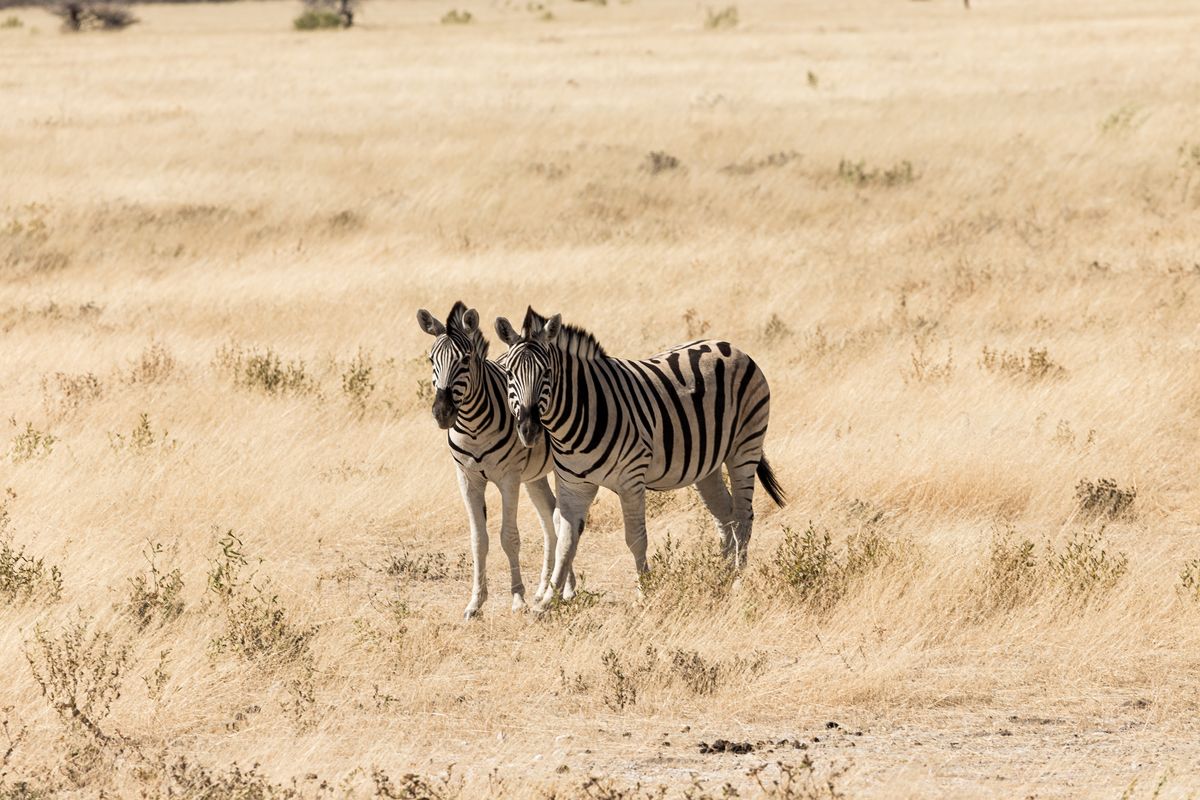 Plains zebra in the dry-season grass