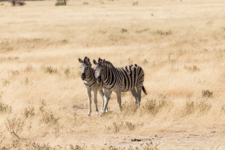 Zebras On Savanna 