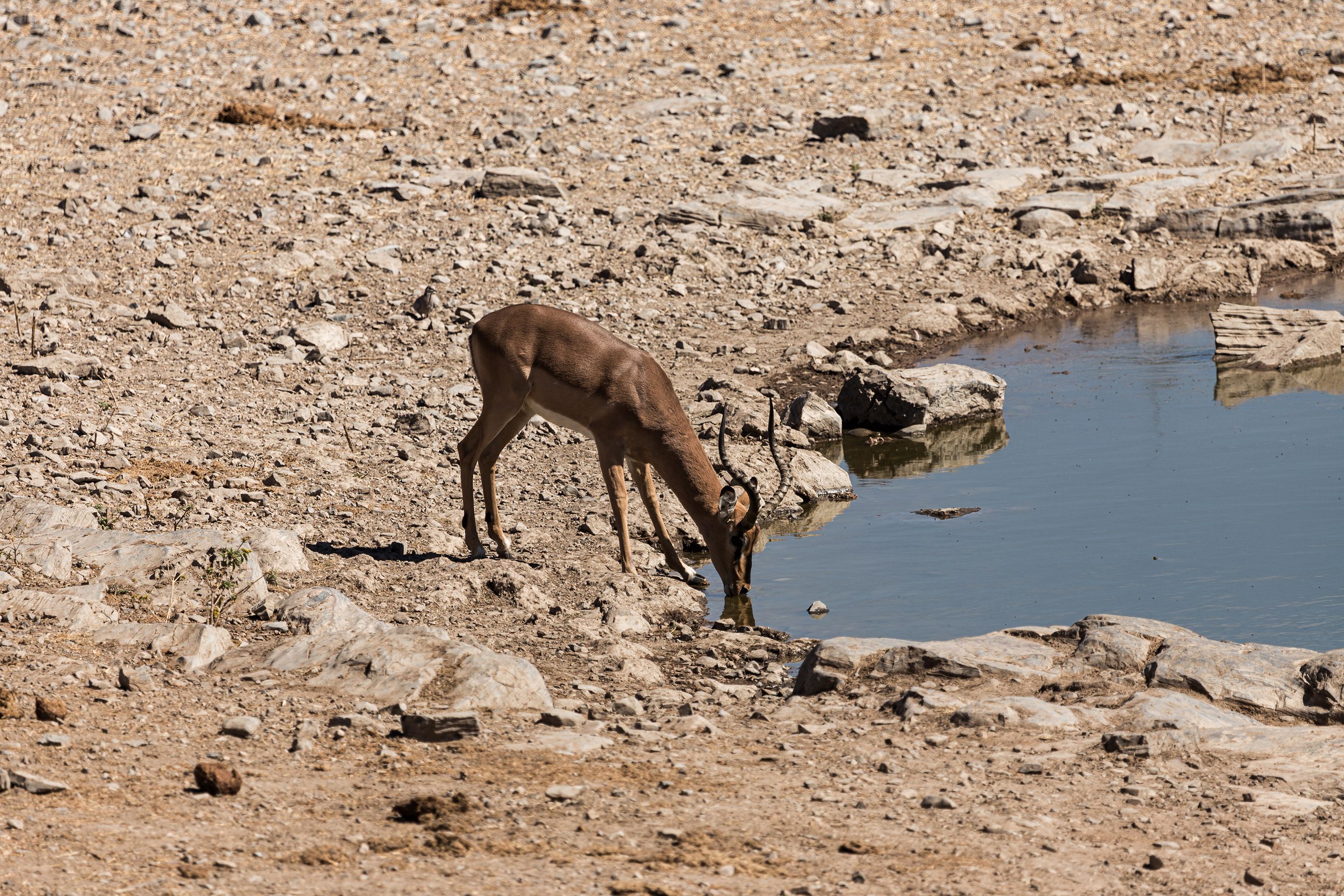 Giraffe at waterhole