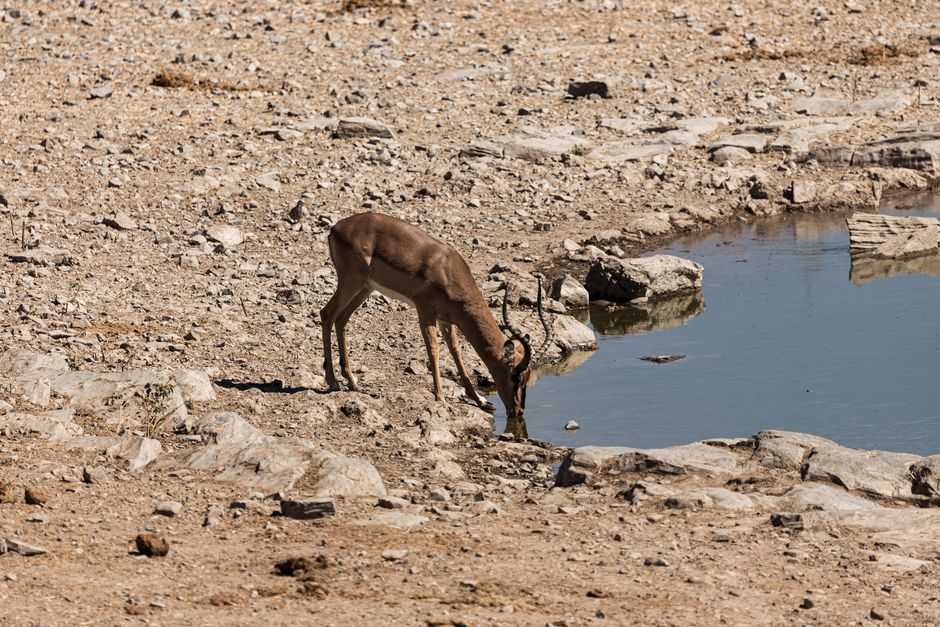 A lone antelope drinks from a small waterhole in a dry, arid region under a bright sky.