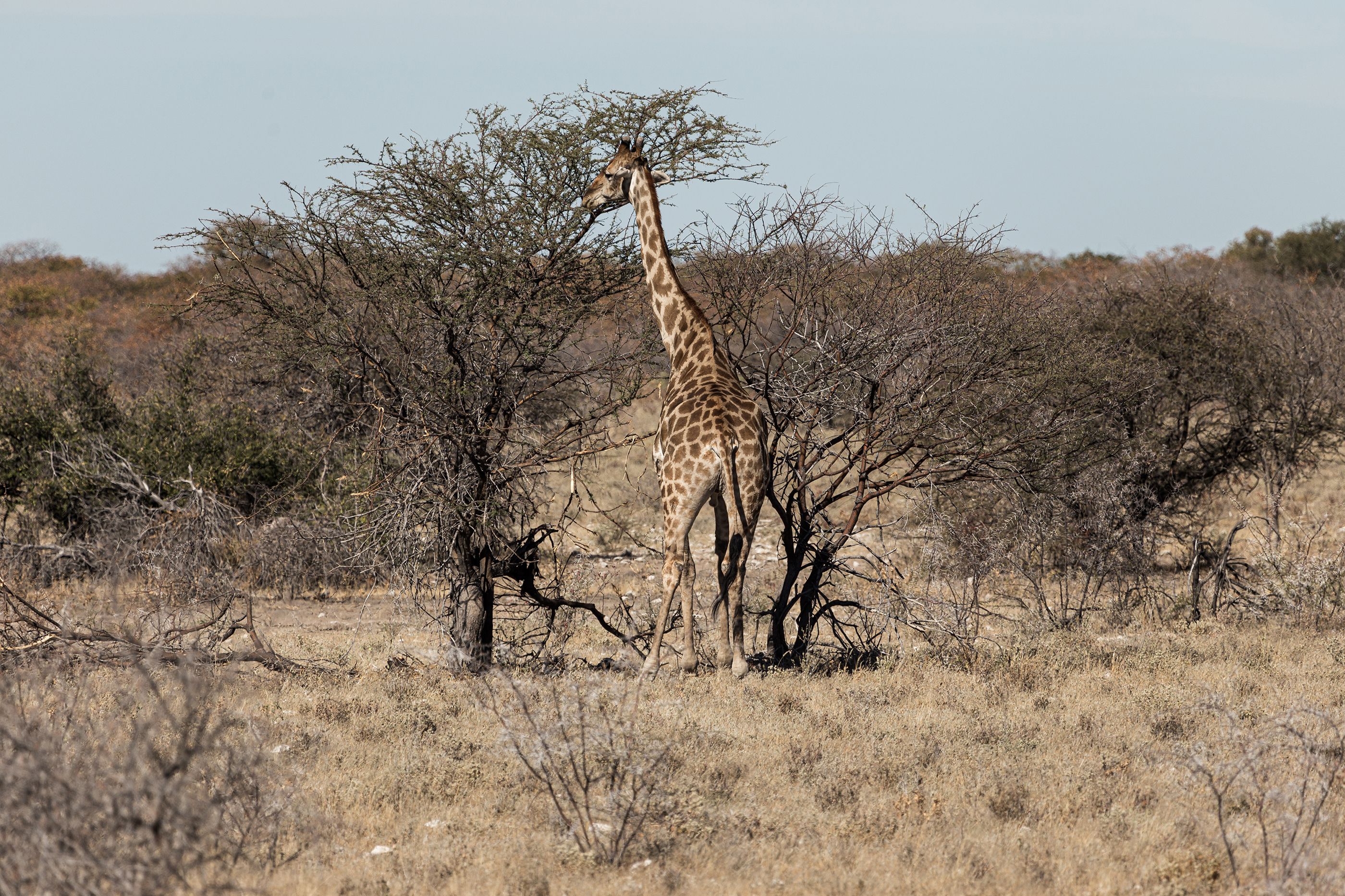 Giraffe or dog, who've you got? Let the Mascot Race shenanigans begin!