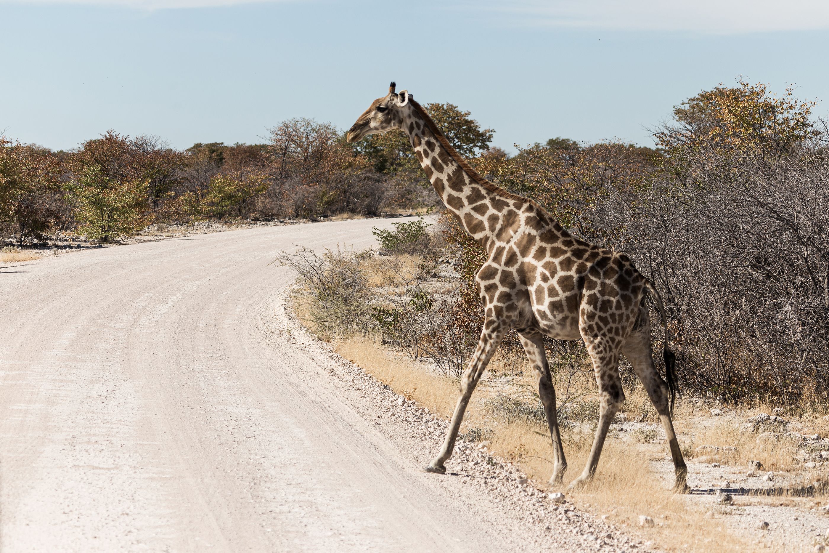 Giraffes combine quantities similarly to addition