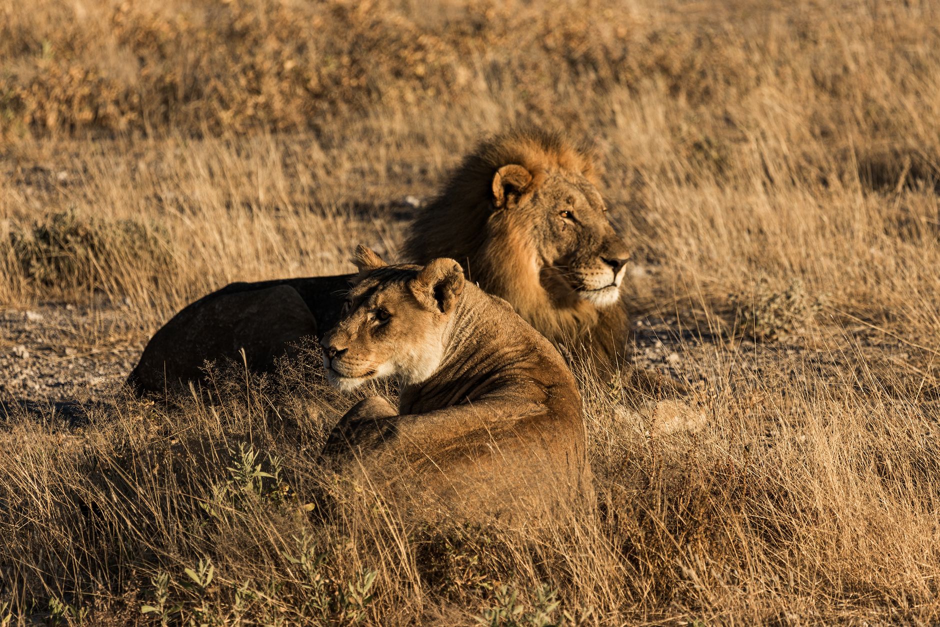 Lion and lioness relaxing in the wild African savannah during a sunny day.