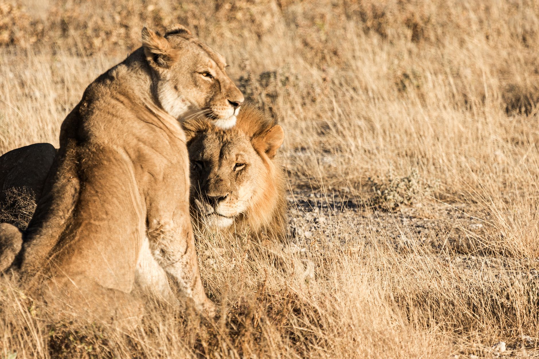 A pair of lions engaged in a tender moment on the savannah, captured in natural light.