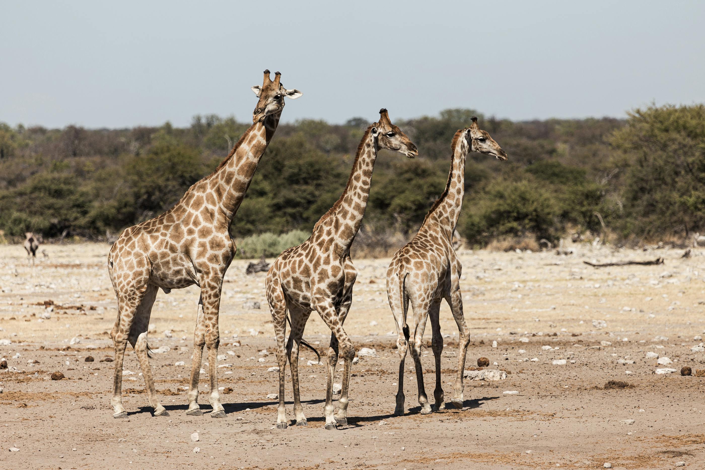 Itinerary Windhoek,Opuwo, Namibia,Cape Cross, Namibia,Swakopmund, Namibia,Kamanjab, Namibia