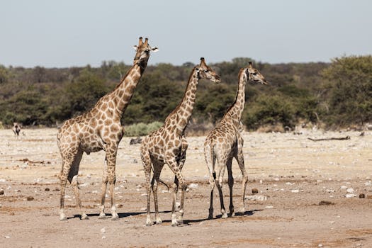 Three giraffes roam the sunlit savanna in Namibia, showcasing wildlife beauty.