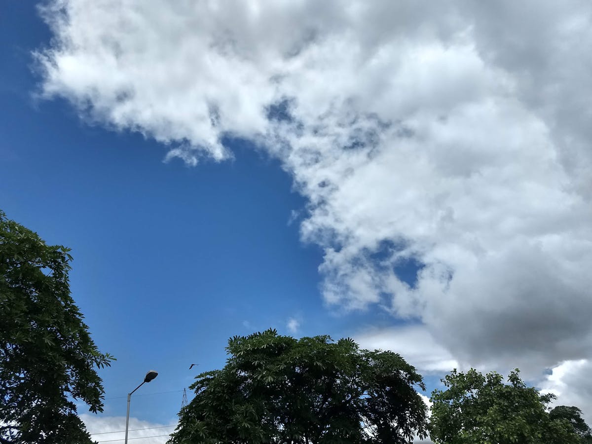 Cricket players walking out to a packed stadium